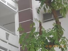 Passer domesticus indicus