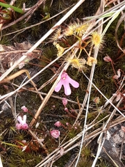 Utricularia tenella