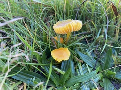 Hygrocybe ceracea