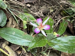 Tricyrtis lasiocarpa