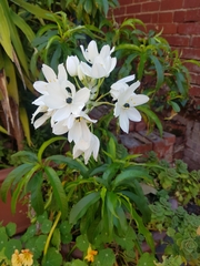 Ornithogalum arabicum