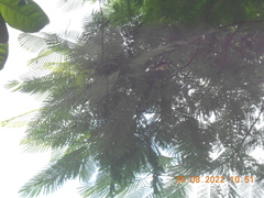 Passer domesticus indicus