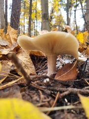 Clitocybe nebularis