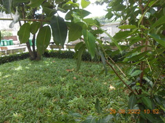 Syzygium samarangense