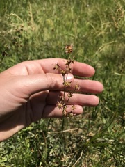 Juncus xiphioides