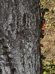 Trachelospermum
