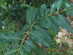 Syzygium samarangense