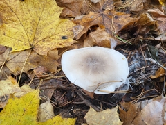 Clitocybe nebularis