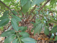 Syzygium samarangense