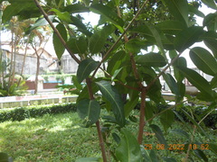 Syzygium samarangense