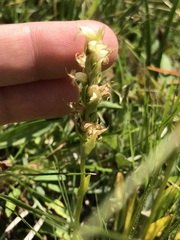 Spiranthes × stellata