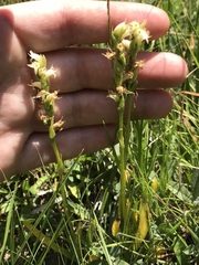 Spiranthes × stellata