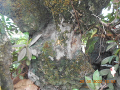 Argiope dang