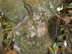 Argiope dang