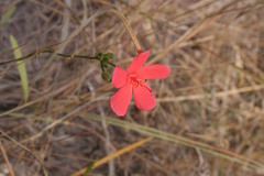 Hibiscus debeerstii