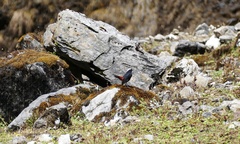 Phoenicurus leucocephalus