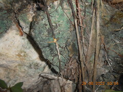 Argiope dang