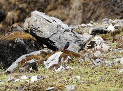 Phoenicurus leucocephalus