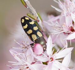 Castiarina decemmaculata