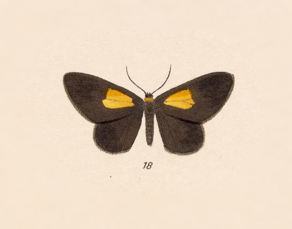 Eutrepsia crusa