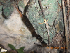 Argiope dang