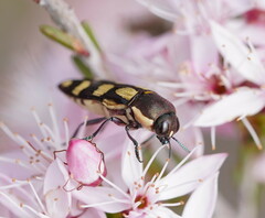 Castiarina decemmaculata