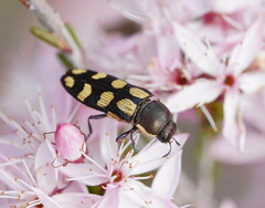 Castiarina decemmaculata