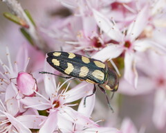 Castiarina decemmaculata