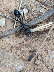 Myrmecia
