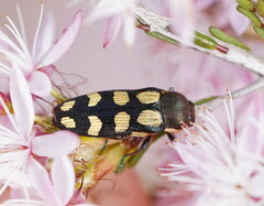 Castiarina decemmaculata