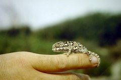 Chamaeleo chamaeleon recticrista