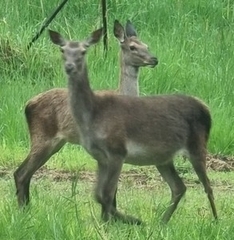Cervus elaphus elaphus