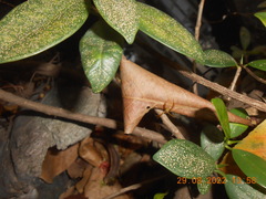 Argiope dang