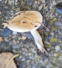 Hebeloma velutipes
