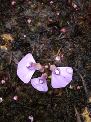 Utricularia barkeri