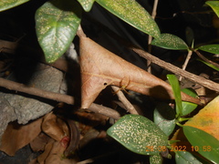 Argiope dang