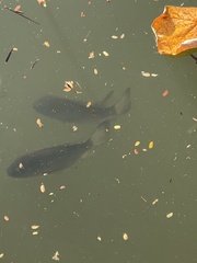 Sarotherodon melanotheron