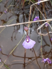 Utricularia barkeri