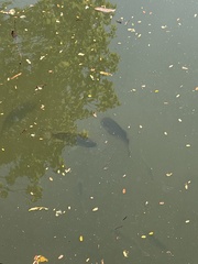 Sarotherodon melanotheron