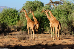 Giraffa camelopardalis reticulata