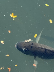 Sarotherodon melanotheron