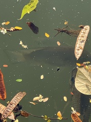 Sarotherodon melanotheron