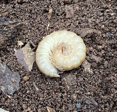 Diplopoda