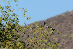 Corythaixoides leucogaster