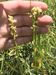 Spiranthes × stellata