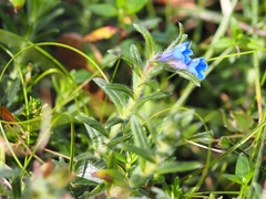 Glandora prostrata