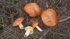 Suillus bellinii