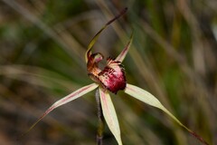 Caladenia lowanensis