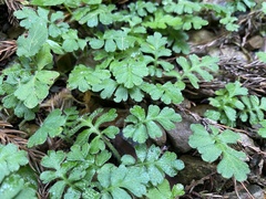 Ellisiophyllum pinnatum