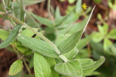 Alloispermum scabrum